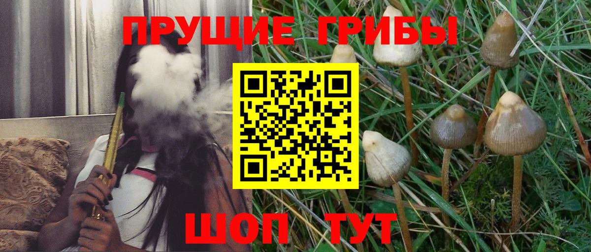 Галлюциногенные грибы Psilocybe  где продают   Крымск  Вход с VPN 